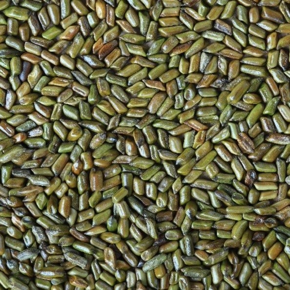 Cassia Tora